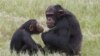 Chimpanzees at the Chimp Eden rehabilitation center, near Nelspruit, South Africa, Feb. 1, 2011.