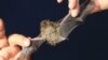 European Bat Population Reportedly on Rise